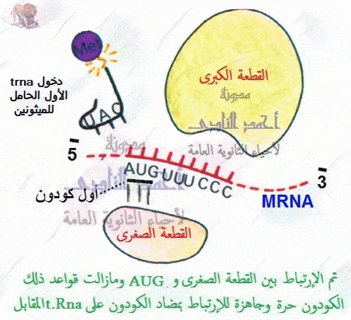 حمض  RNA الريبوسومى  ( r-RNA ) - الريبوسومات - تحت الوحدة ا لكبرى - تحت الوحدة الصغرى -  الثالث الثانوى 