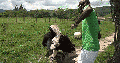 001-funny-animals-gifs-075-ostrich-dancing.gif