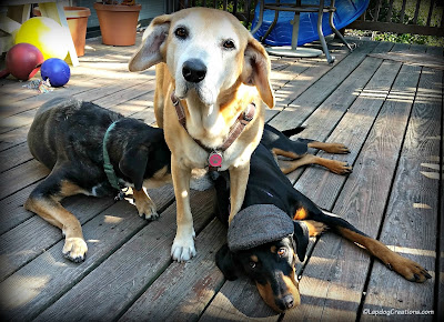 three rescued mixed breed dogs