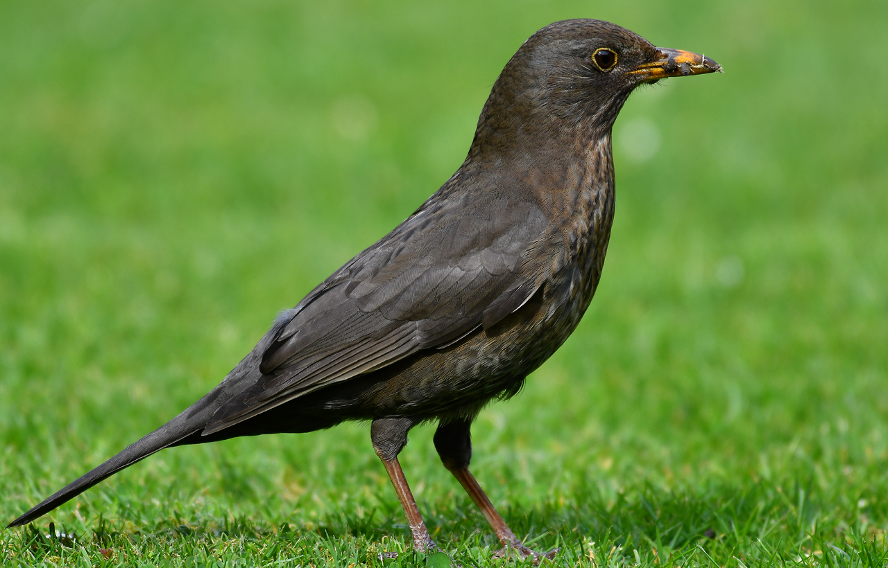 Wegversperring Hectare Beweren Jozef van der Heijden - Natuurfotografie: Lekkernijen voor de jonge Merels