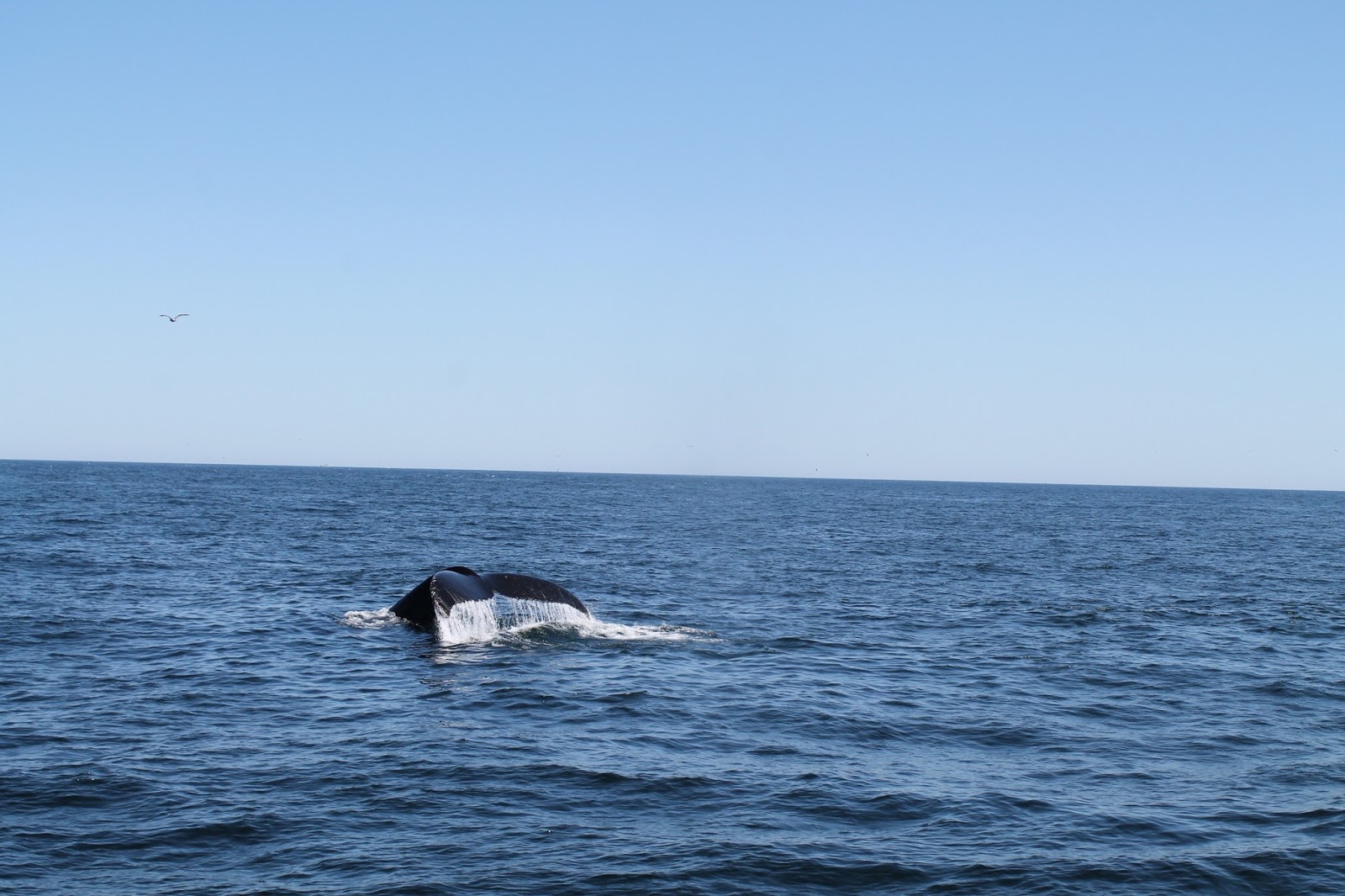 Whale Watching - Plymouth, MA - Photography by Levanagh