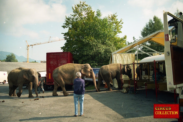 éléphants du cirque Louis Knie  marchant direction de leur tente écurie 