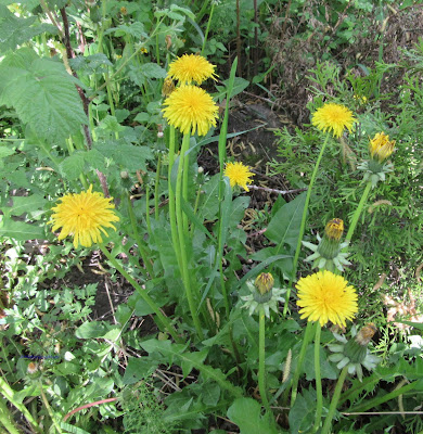 Voikukka - dandelion - Taraxacum officinale