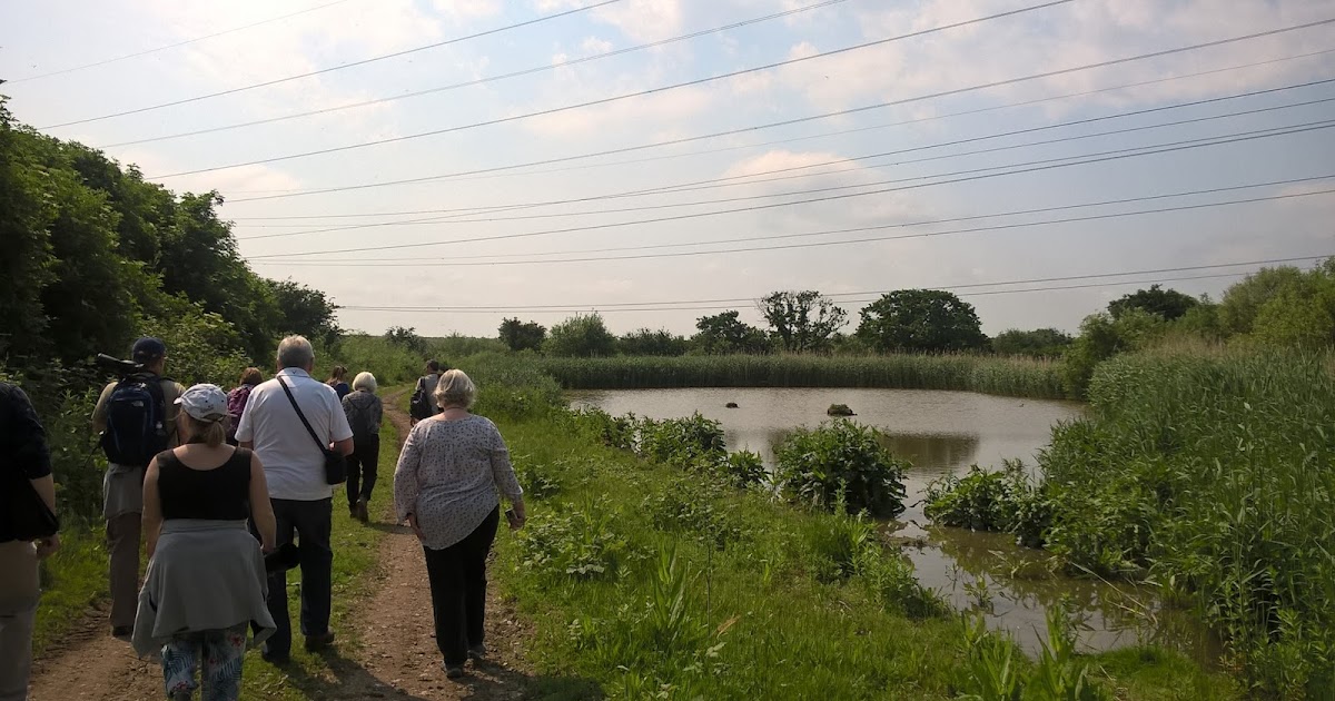NonStop Birding Beddington Farmlands Public Summer Walk