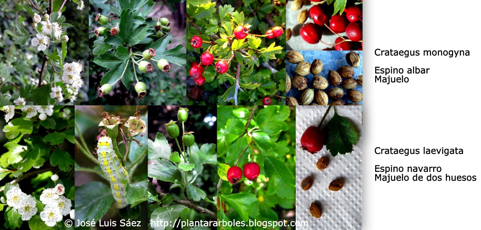Imagenes De Flores Y Frutos Imagenes De Flores Y Frutos