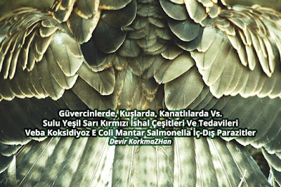G%25C3%25BCvercinlerde-Sulu-Ye%25C5%259Fil-Sar%25C4%25B1-K%25C4%25B1rm%25C4%25B1z%25C4%25B1-%25C4%25B0shal-%25C3%2587e%25C5%259Fitleri-Ve-Tedavileri-Veba-Koksidiyoz-E-Coli-%25C4%25B0%25C3%25A7-D%25C4%25B1%25C5%259F-Parazitler.jpg
