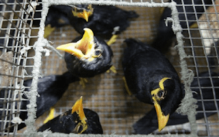 Daftar Resmi Harga Burung Beo Terbaru Ketika Ini
