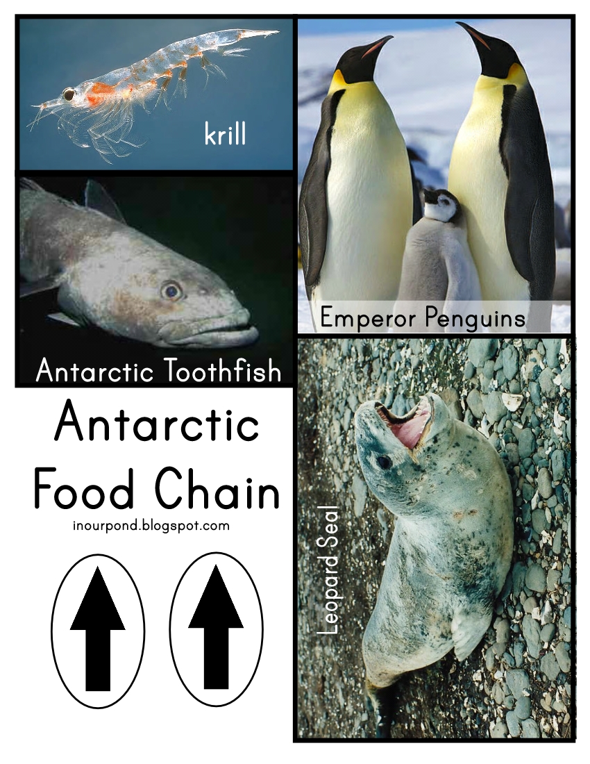 Antarctic Food Chain (simple)