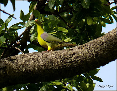 Treron calvus