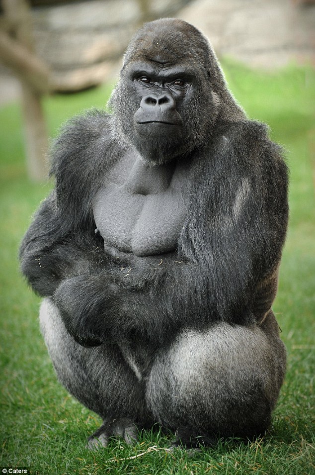 Gorilla+strong2.jpg