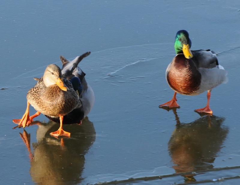 A Wandering Naturalist Ontario Ducks on Ice