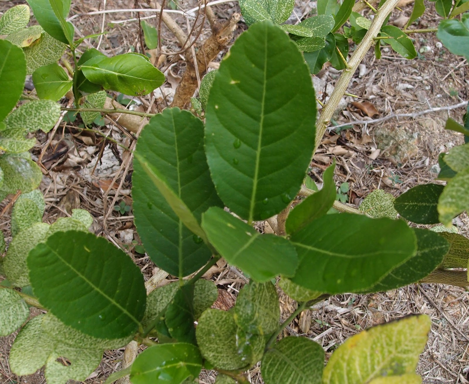 Xing Fu MEDICINAL USE OF LEMON LEAVES
