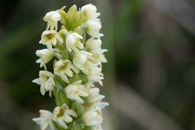 [Orchidaceae] Pseudorchis albida – Small White Orchid (Orchide albida)