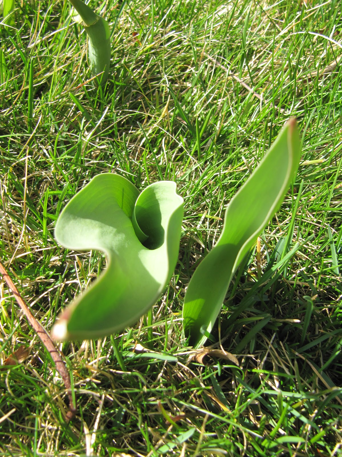 Okanagan Asparagus Farm Asparagus in Armstrong