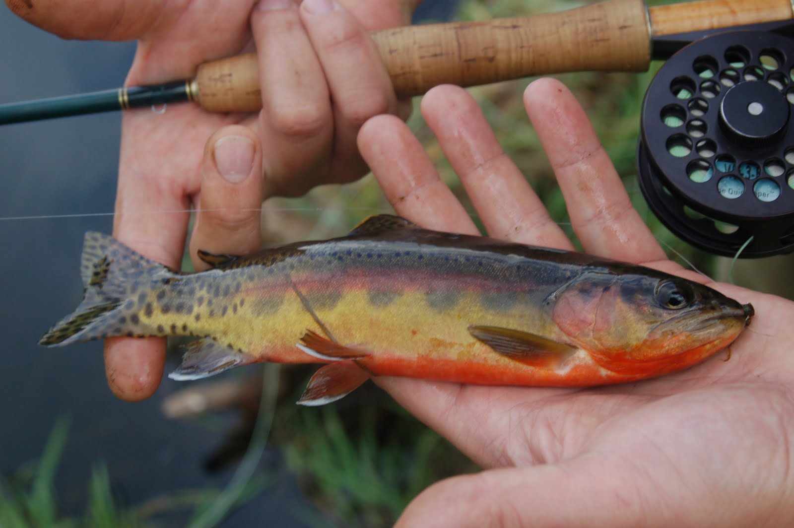 The Gourmet Sportsman: Big Browns of the Golden Trout Wilderness Beware