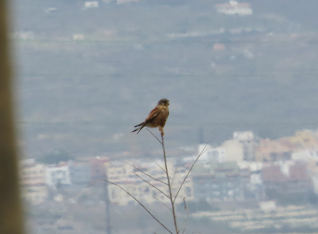 Common Kestrel - Marina del Sur, Tenerife Common Kestrel - Marina del Sur, Tenerife