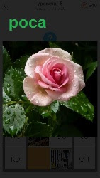 капля росы на розе