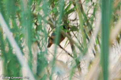 blauet (Alcedo atthis)