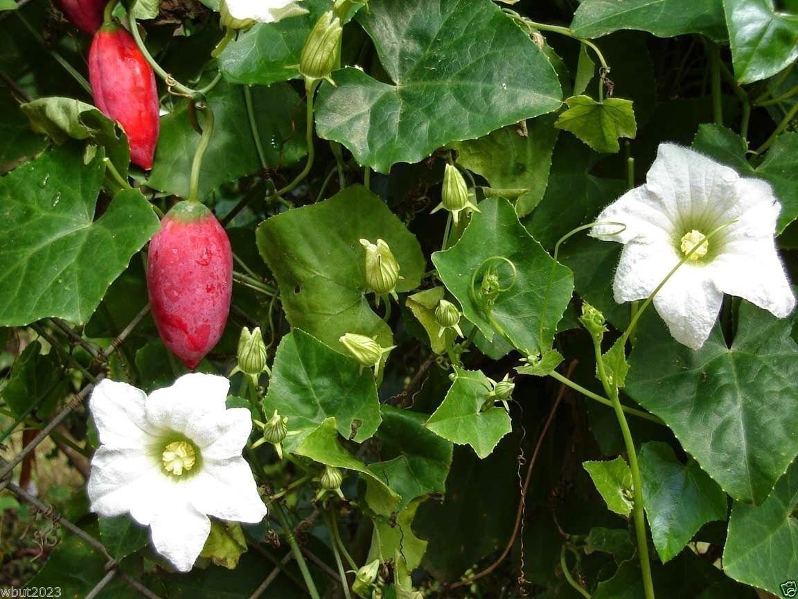 shiatoshi Telakucha/ Ivy Gourd plant description and its uses