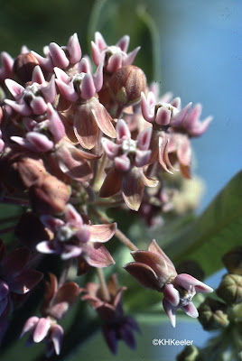 common milkweed, A. syriaca