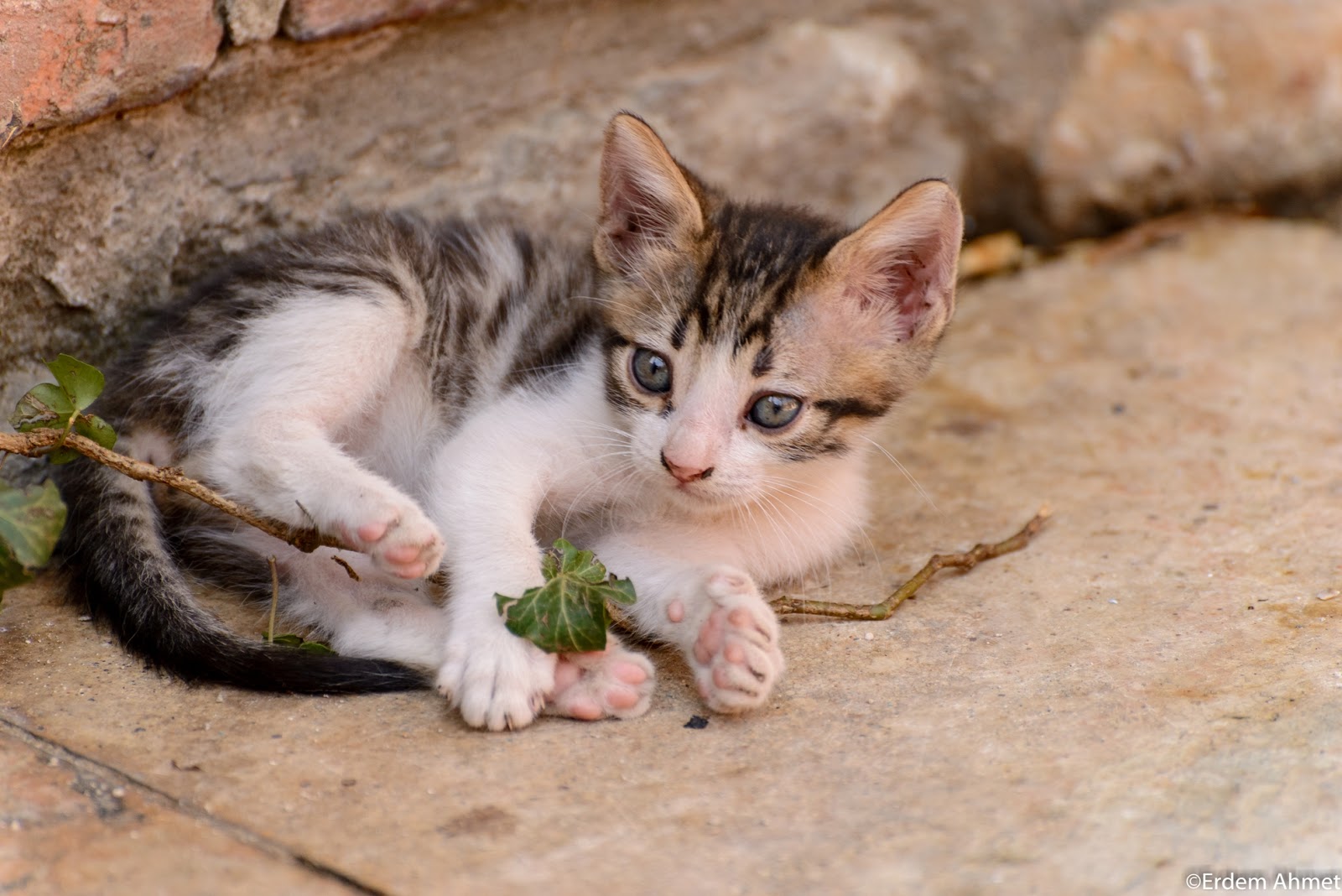 ÖZGÜR MEDYA Üsküp Türk Çarşısı�nda bir kedi yavrusu