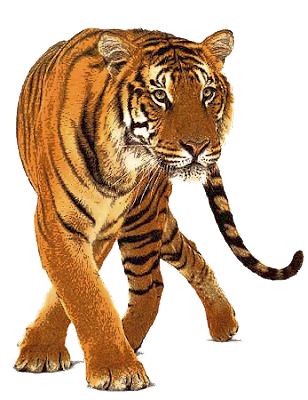 Harimau Tiger png (Transparent Background)