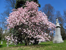Blooming Leonard Messel magnolia at Mount Pleasant Cemetery by garden muses: a Toronto gardening blog 