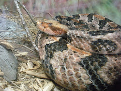 Rattlesnake curled up giving me The EYE!
