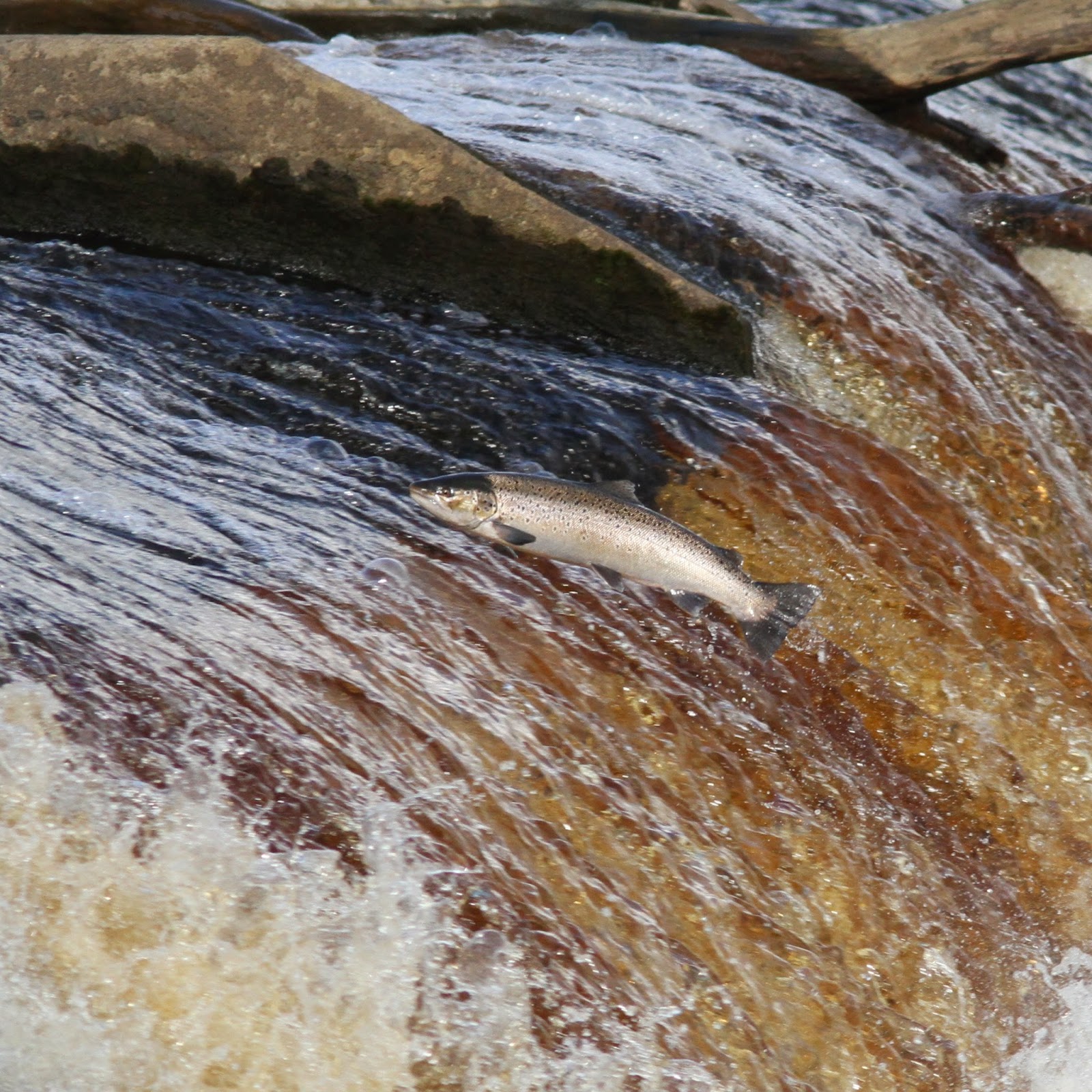 TrogTrogBlog Salmon leaping at Hexham weir