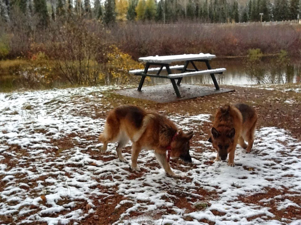 Leben and Erde enjoying the first snow of the year near northern Lake Superior, 2012