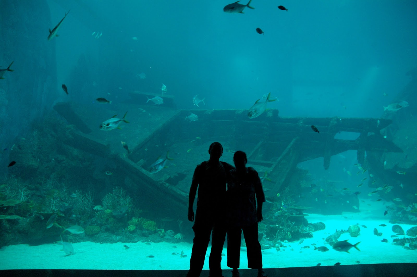 the biggest aquarium ine world