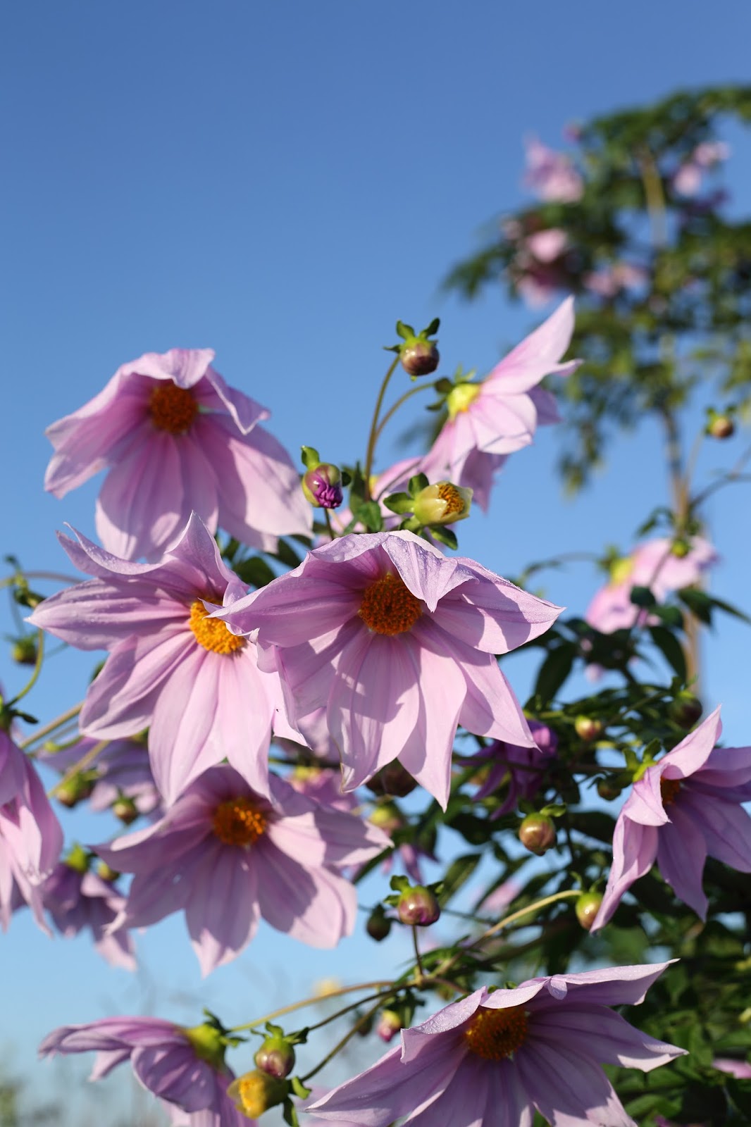Wild bird and Flower around Tokyo Emperor dahlia