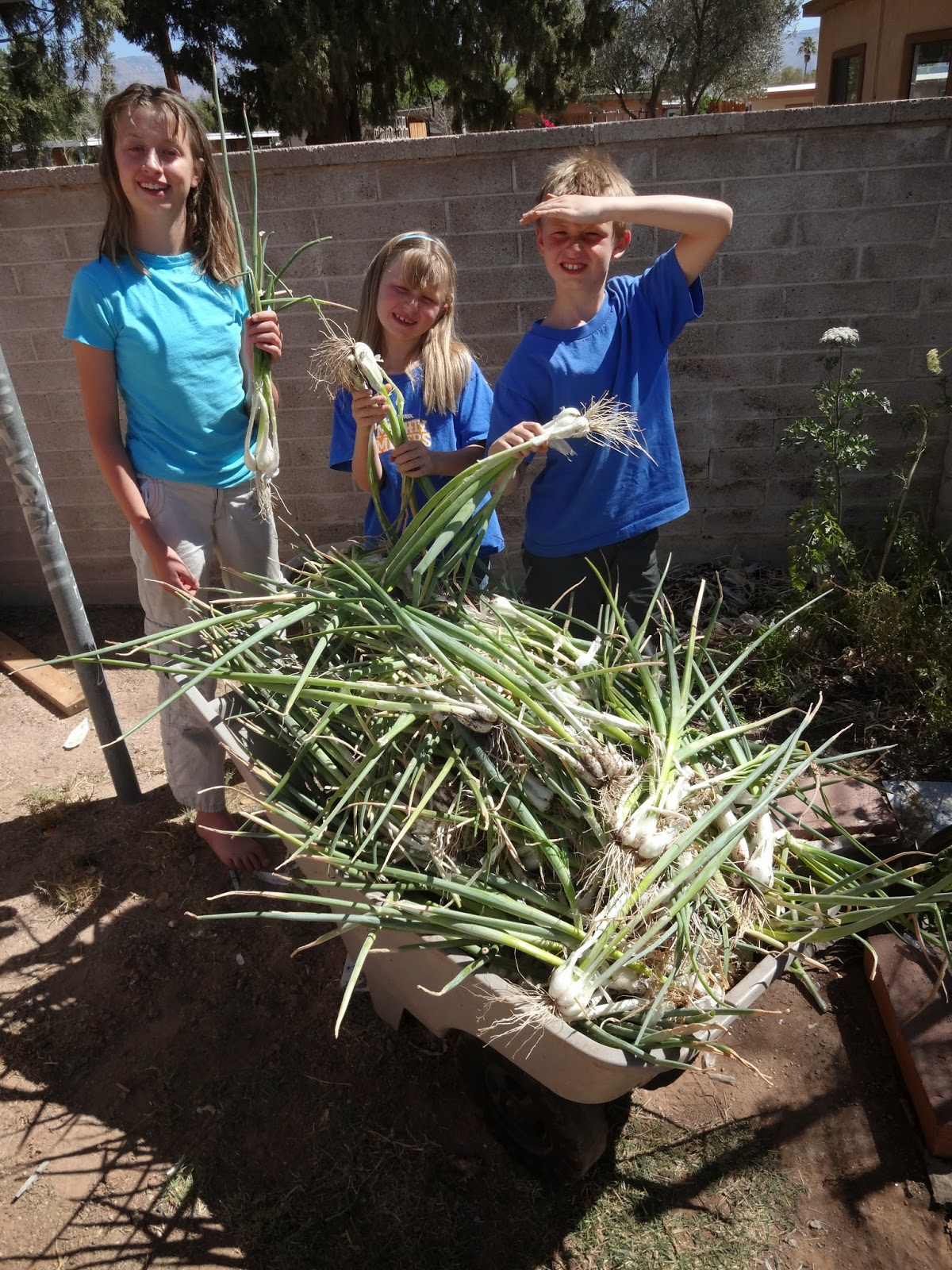 The Scientific Gardener Texas Bunching Onion Harvest
