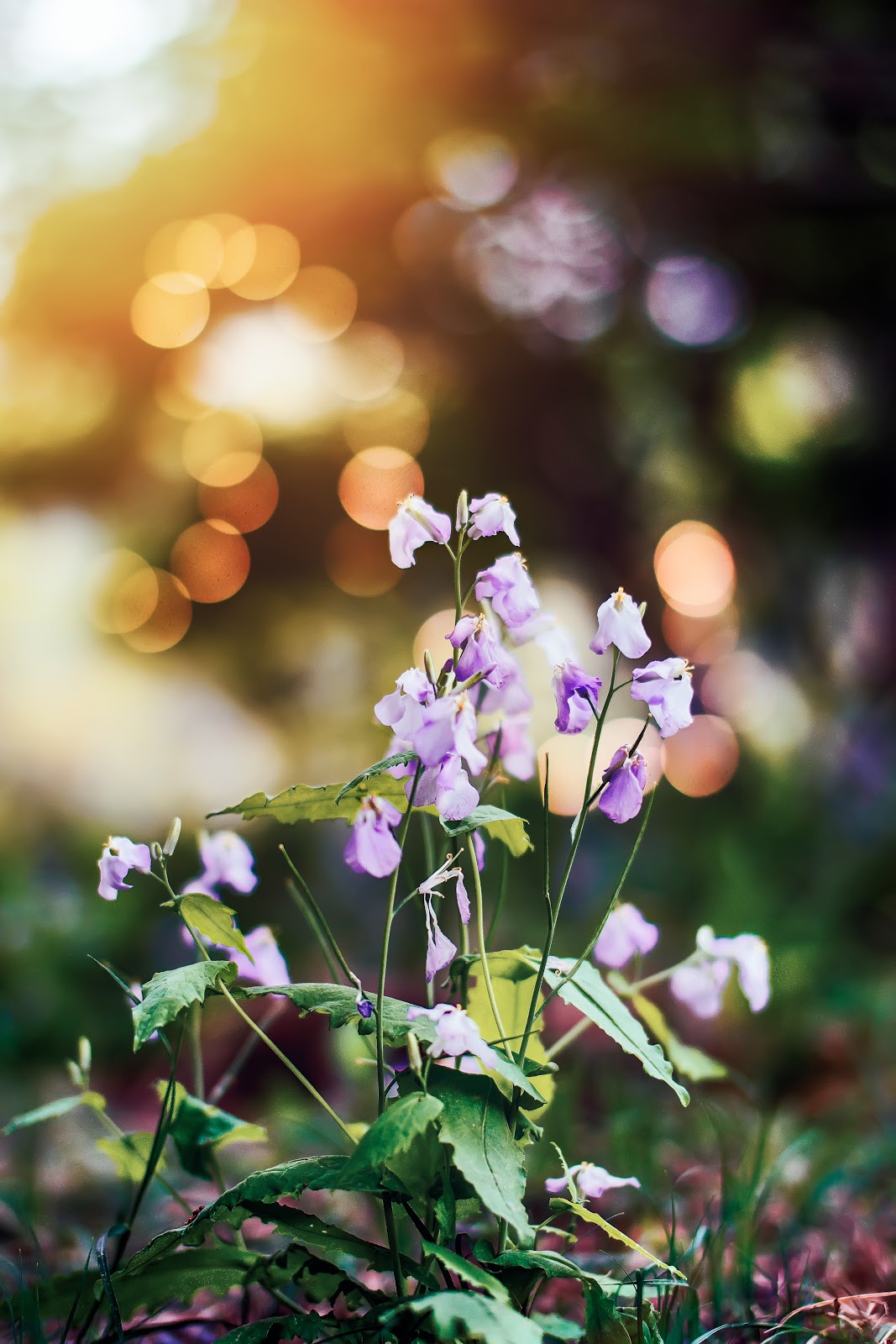 Purple Flowers with Green Leaves Purple Flowers with Green Leaves