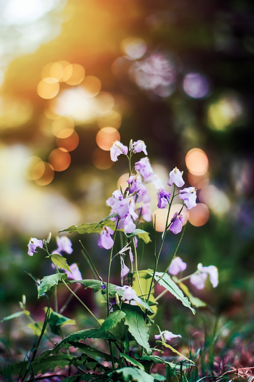 Purple Flowers with Green Leaves Purple Flowers with Green Leaves