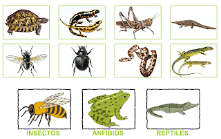 http://primerodecarlos.com/SEGUNDO_PRIMARIA/diciembre/Unidad5/actividades/cono/anfibios_reptiles_insectos.swf