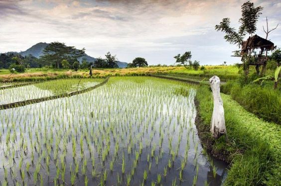 Flooding fields with water