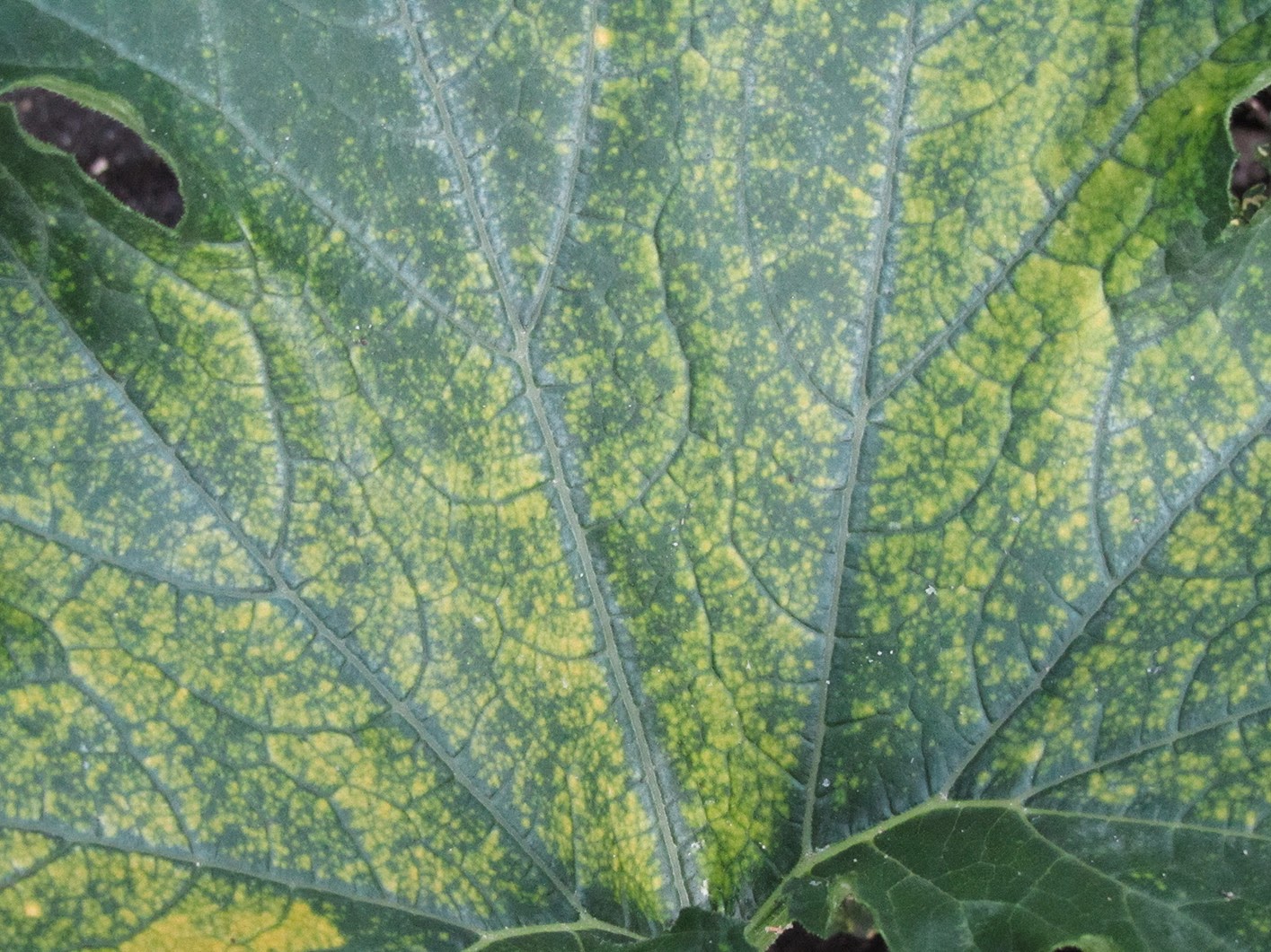 zucchini leaf