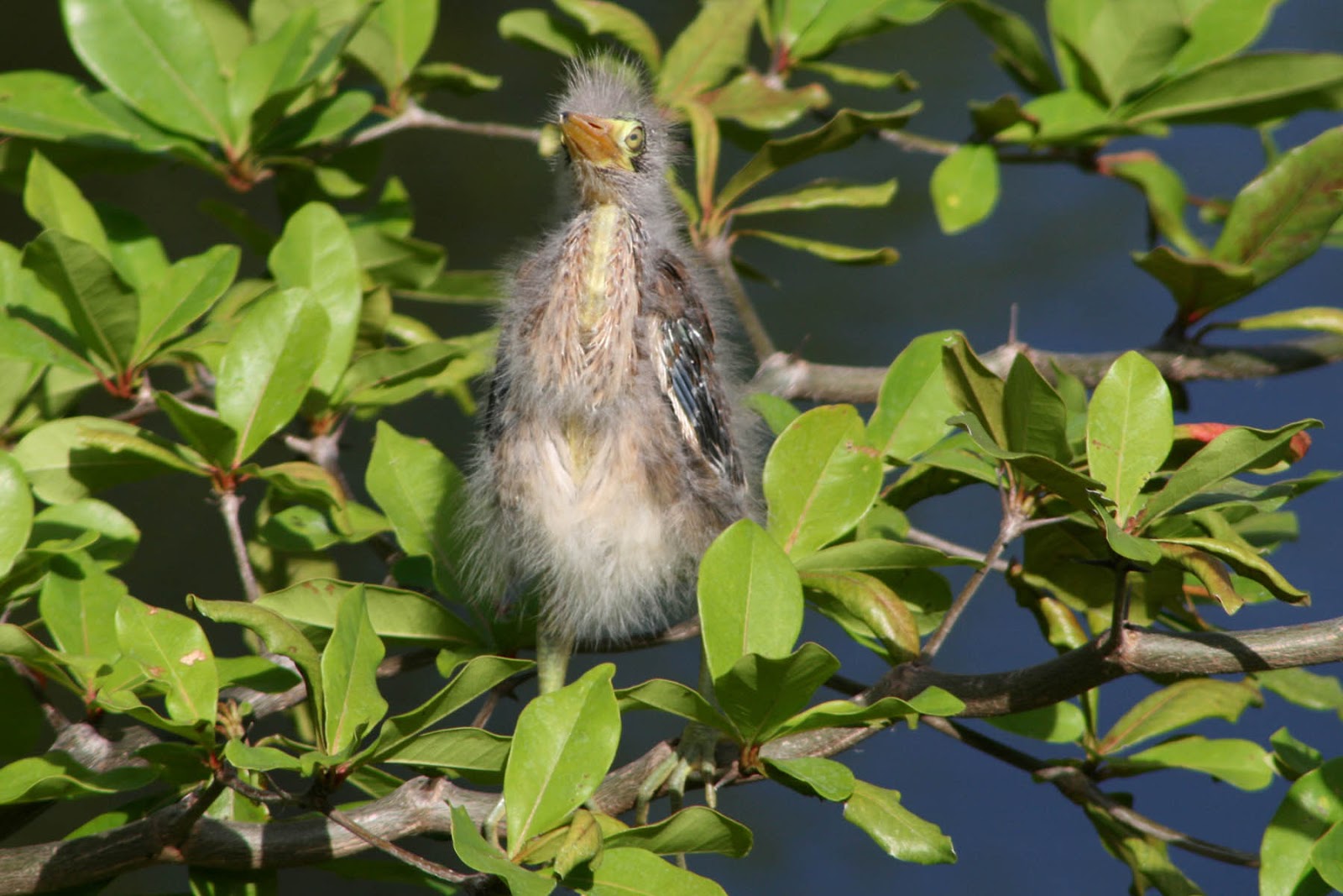Hipster Birders Featured Feathered Friend Baby Edition! Green Heron