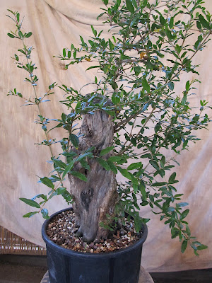 bonsaibp's bonsai blog: Carving a giant pomegranate cutting pt.1
