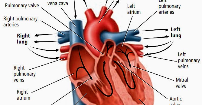 Hypertension; Causes, Symptoms, Diagnosis, Treatment