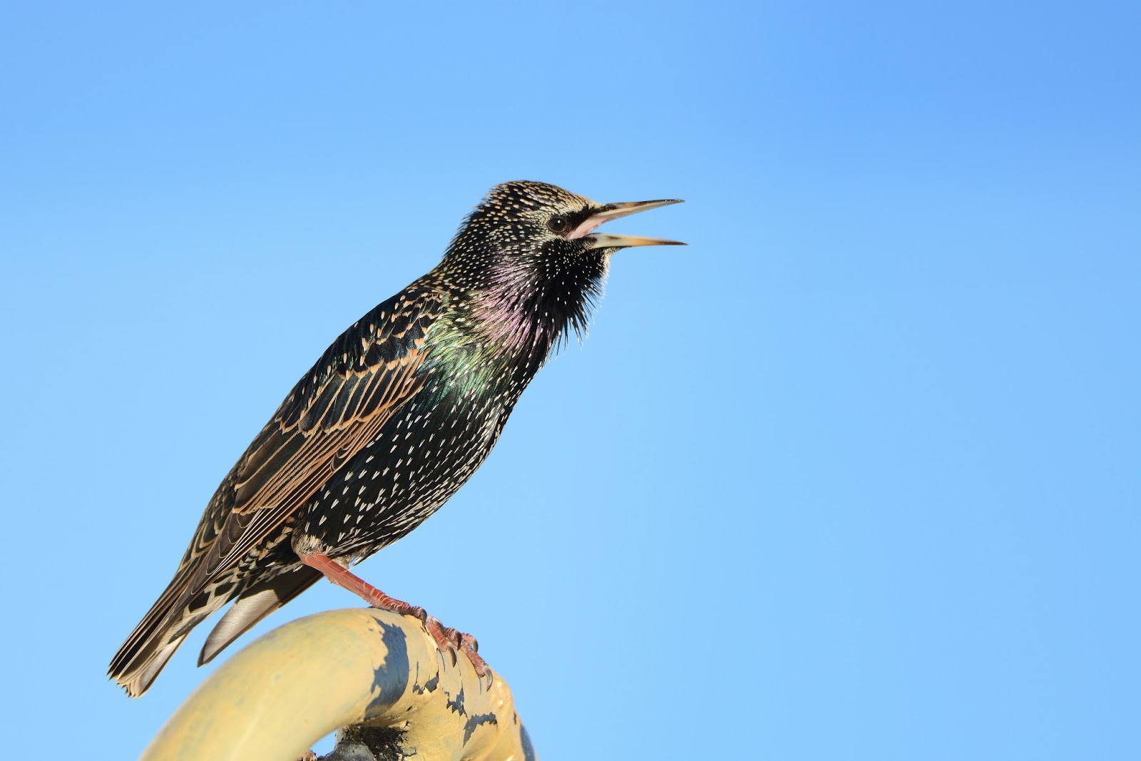 How to draw a starling and other birds How to draw a starling and other birds