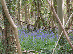 Local Bluebell Woods