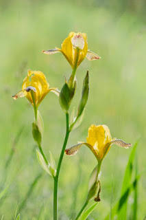 tarka nőszirom (Iris variegata)