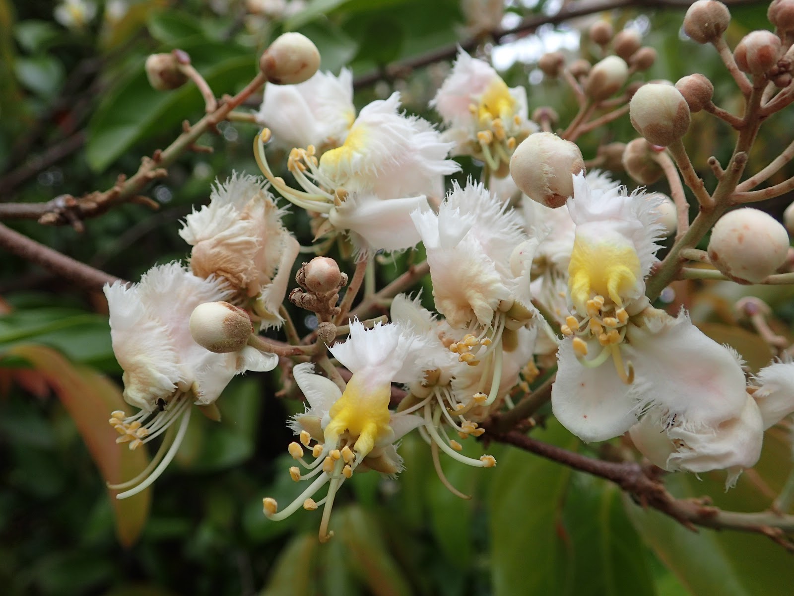 蝴蝶食草蜜源圖鑑 猿尾藤hiptage Benghalensis L Kurz