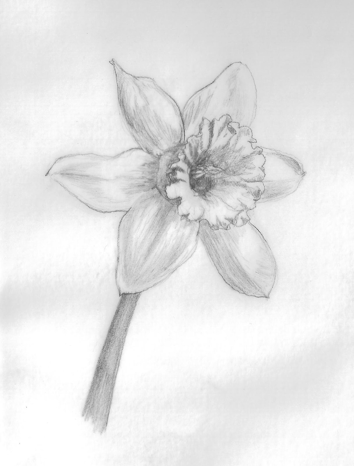 Holly's Daily Draw A Daffodil for Holly