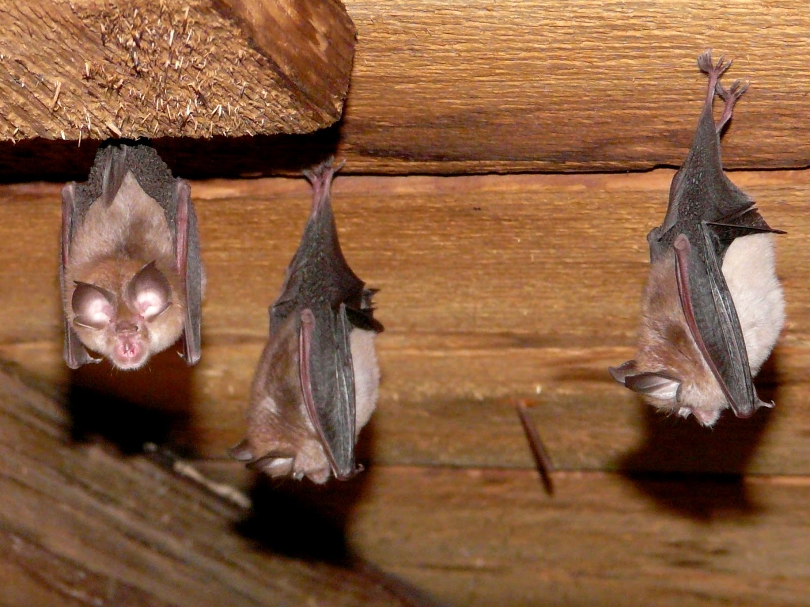 Lab Animal Vet: Q18: What do you know about bats? (yes, bats!)