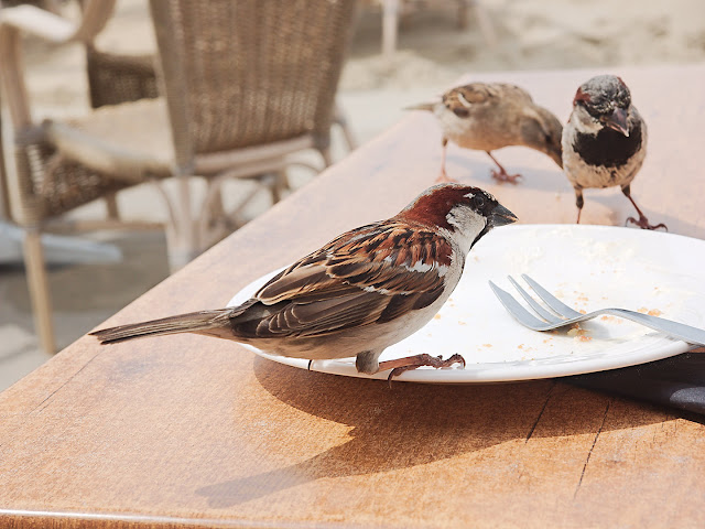 Haussperling sucht Kuchenkrümel Haussperling sucht Kuchenkrümel