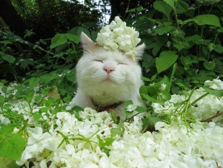 꽃을 머리에 쓴 고양이들.jpg | 인스티즈