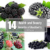 14 Amazing Benefits Of Blackberry Fruit